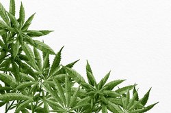 Urteil Cannabis 4760985